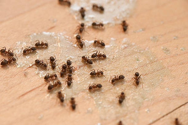 Best Pest Inspection Near Me  in Shenandoah, TX